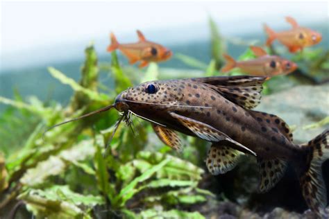 pictures of catfish species